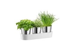 Auerhahn HERBS@HOME Kräut